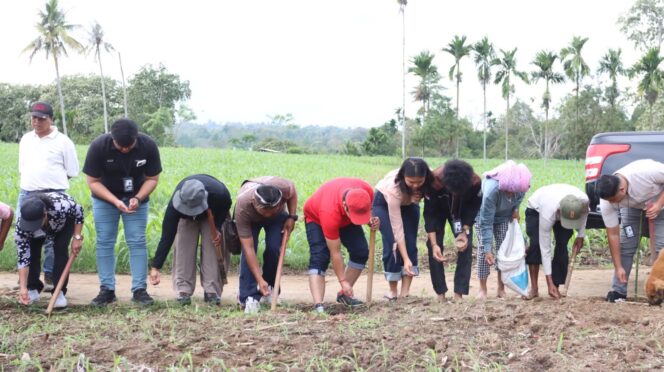 
					Pemkab Dairi tanam padi Gogo di desa lau Mil