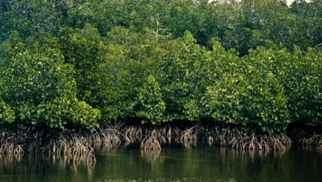 
					Reboisasi Hutan Mangrove Di Wilayah Hutan Produksi Kec Pangkalan Susu