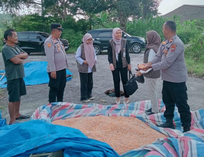 
					Kapolsek Salak Dan Kapolsek Sukaramai Dukung Ketapang Cek Kadar Air Hasil Panen Jagung Milik Masyarakat