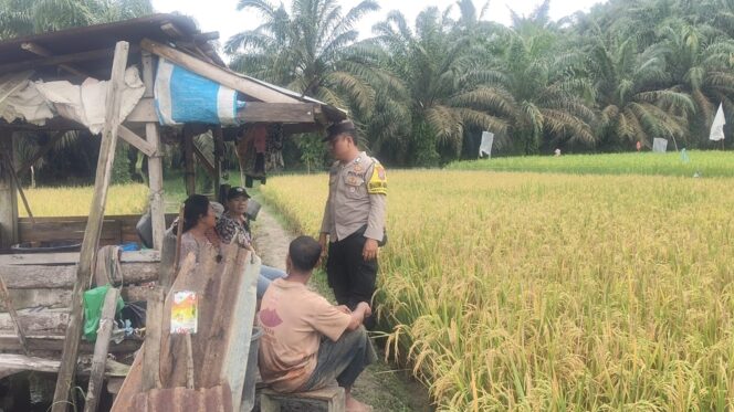 
					Bhabinkamtibmas Lingkungan I Kelurahan Pekan Besitang Patroli dan Monitoring Tanaman Padi Demi Dukung Program Ketahanan Pangan Nasional