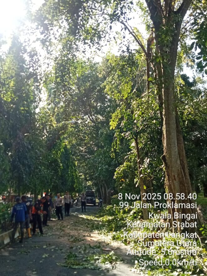 
					Satlantas Polres Langkat Bergerak Cepat Bersama DLH dan BPBD, Bersihkan Pohon Tumbang di Jalan Tengku Umar