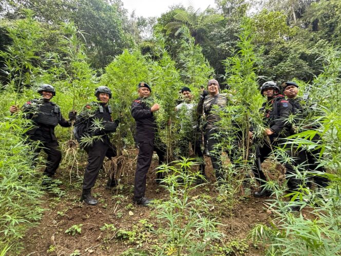 
					Brimob Sumut Gempur Ladang Ganja — 10 Hektar Tanaman Terlarang Dimusnahkan di Perbukitan Mandailing Natal